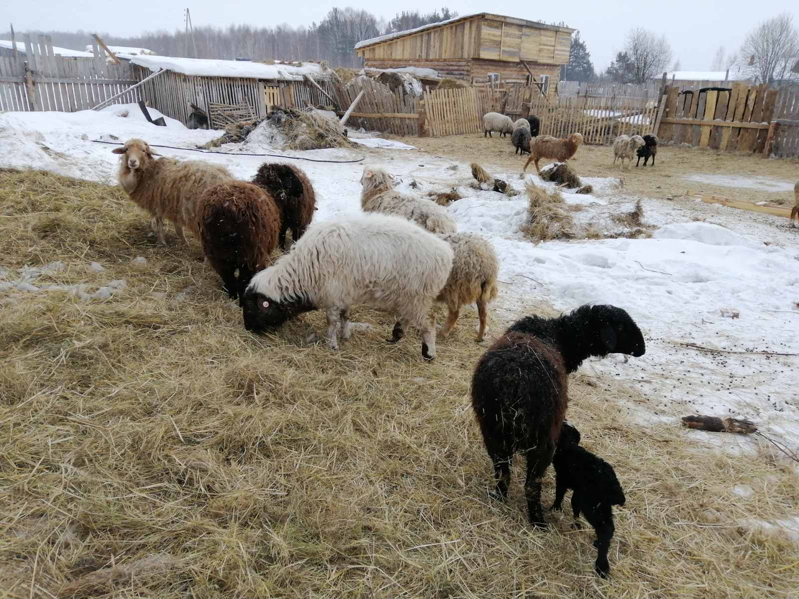 Возрождение овцеводства в Вагайском районе