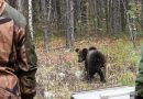 Вагайские медвежата Ермак, Тайга и Лайма вернулись в родные леса