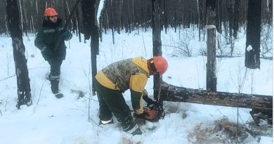 В Вагайском лесничестве расчищают горельники прошлых лет.