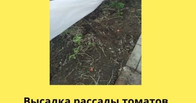 Как сохранить рассаду томатов в теплице: советы агронома