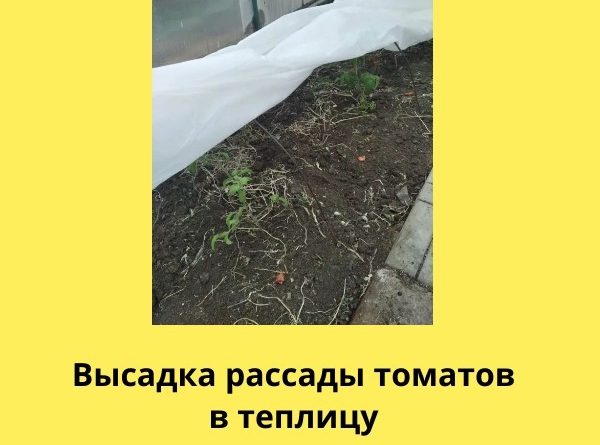 Как сохранить рассаду томатов в теплице: советы агронома