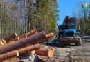 Незаконная рубка леса в Тюменской области: нарушители возмещают ущерб, но всё равно несут ответственность