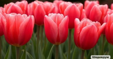 «С передовой — в ваш праздник, родные»