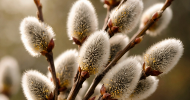 Уже в это воскресенье православные будут отмечать один из главных праздников