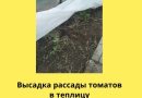 Как сохранить рассаду томатов в теплице: советы агронома