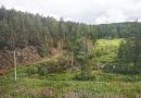 Три лесных пожара действуют в Тюменской области