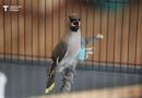 Студент из Челябинска создал приложение для определения птиц по голосу