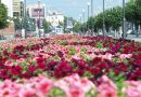 В Тюмени пройдет ярмарка цветов ко Дню семьи, любви и верности