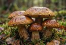 Врач-диетолог рассказала, как заготовить ягоды, зелень и грибы без лишнего сахара и соли