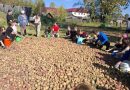 Золотая осень щедро делится дарами и ребята  Зареченской СОШ приняли этот подарок трудом!